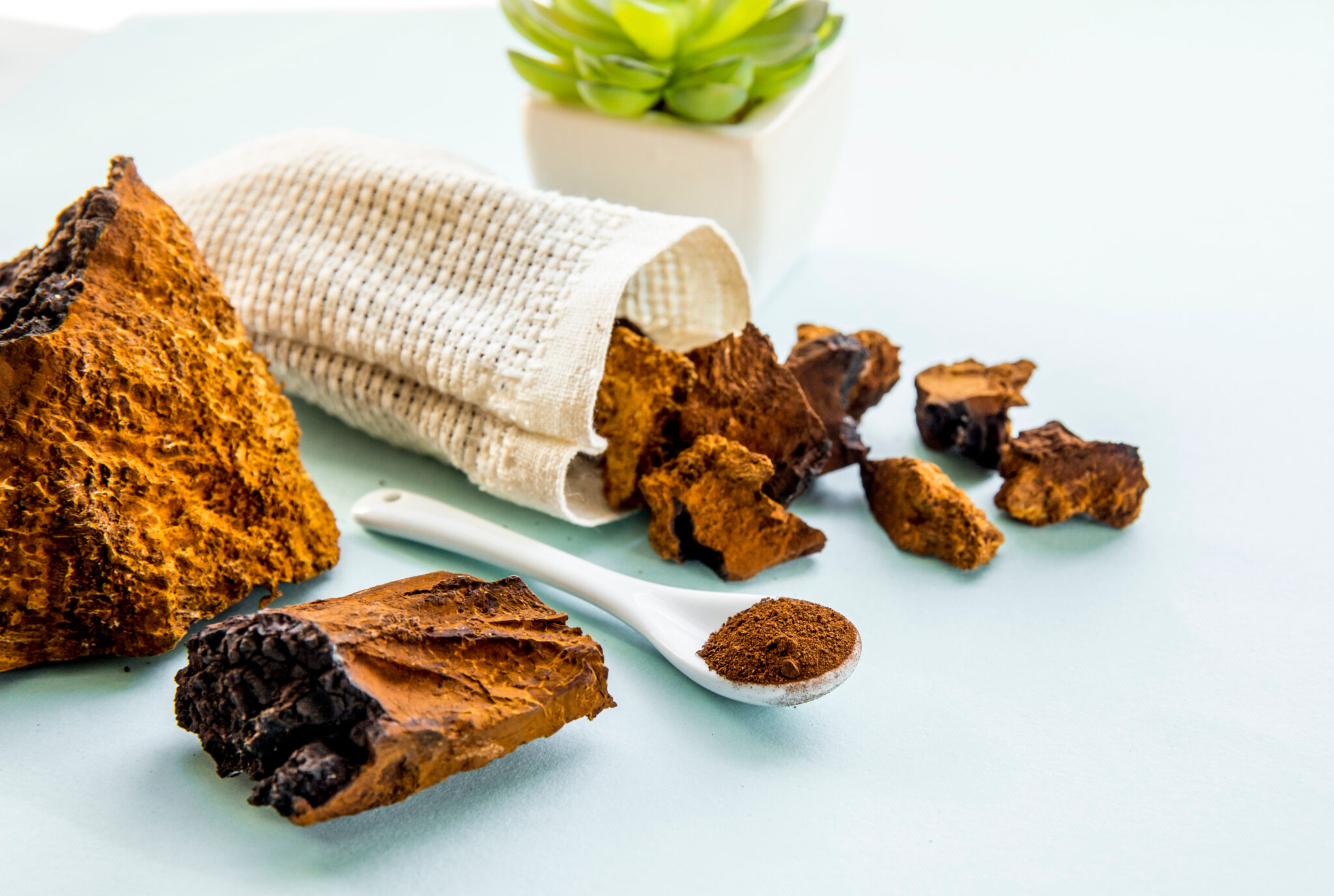 Comprehensive Guide on the Benefits of Chaga Functional Mushrooms