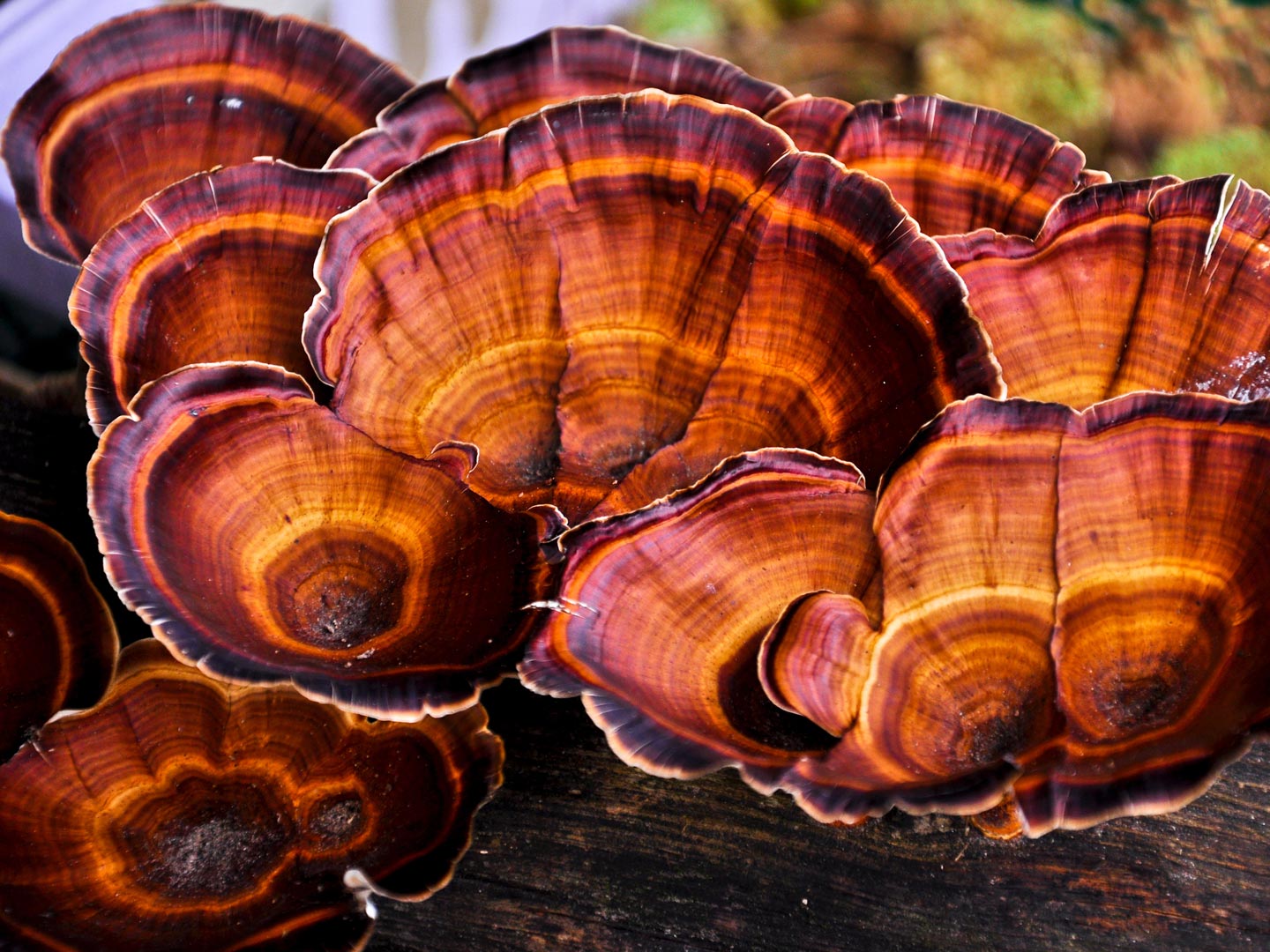 Comprehensive Guide on the Benefits of Reishi Functional Mushrooms
