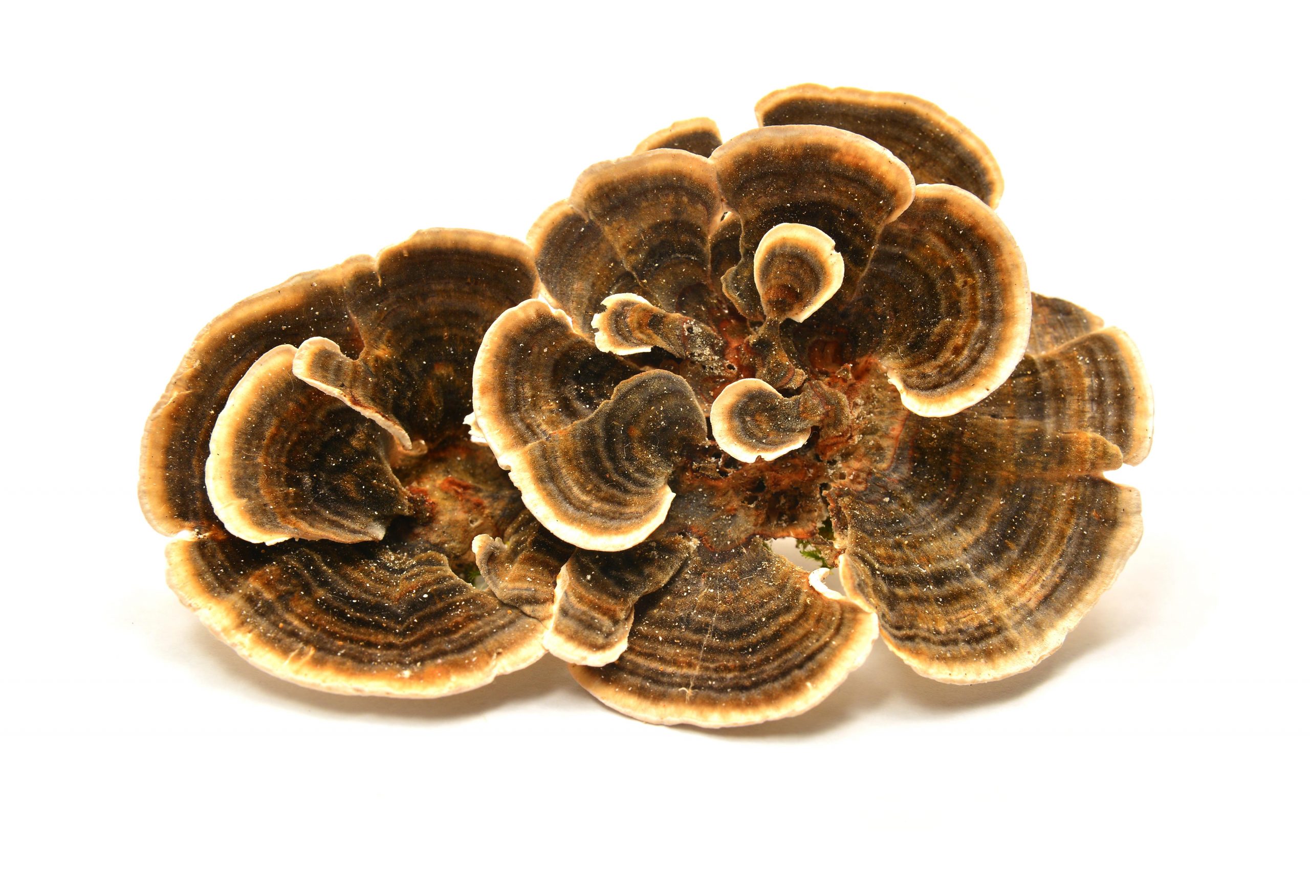 Comprehensive Guide on the Benefits of Turkey Tail Functional Mushrooms
